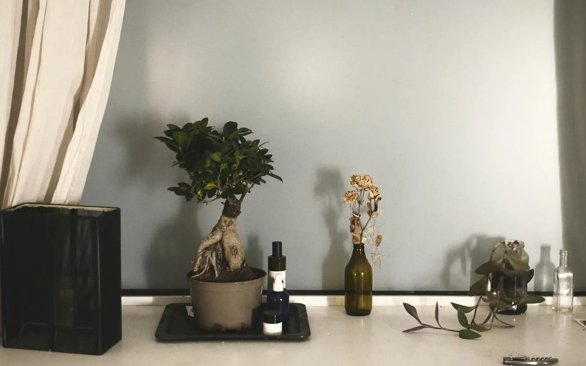 Gros plan sur des feuilles de bonsaï sèches et recroquevillées, à côté d'un pot en céramique émaillée posé sur une table en bois clair.