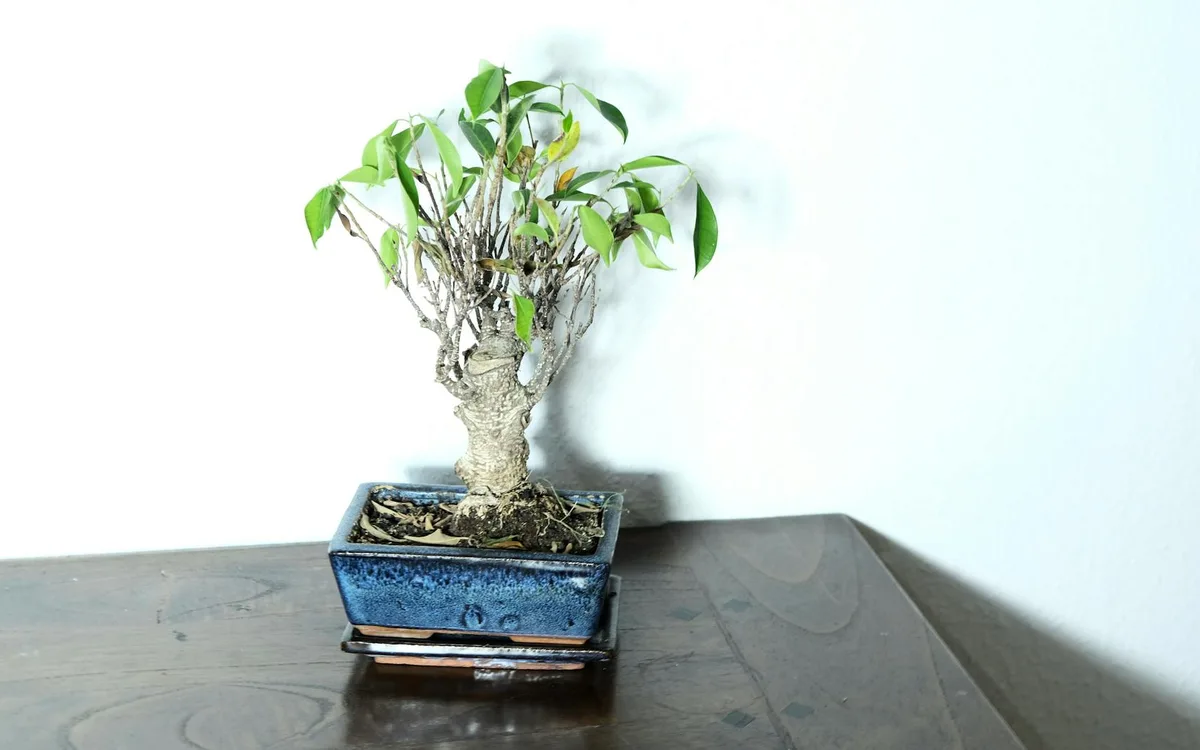 Un bonsaï ficus aux feuilles en partie jaunies, posé sur une étagère en bois près d'une fenêtre, avec un petit vaporisateur à main à côté.