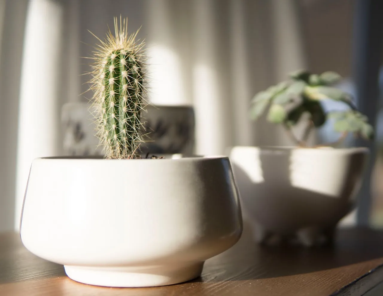 Un cactus rond dans un cache pot en terre cuite brut, posé sur une étagère en bois clair avec une lumière douce venant de la gauche.