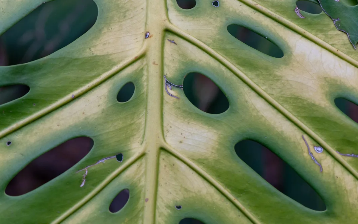 Une feuille de Monstera deliciosa en gros plan, jaunie sur le bord, avec une autre feuille bien verte en arrière-plan flou, posée sur un rebord de fenêtre lumineux.