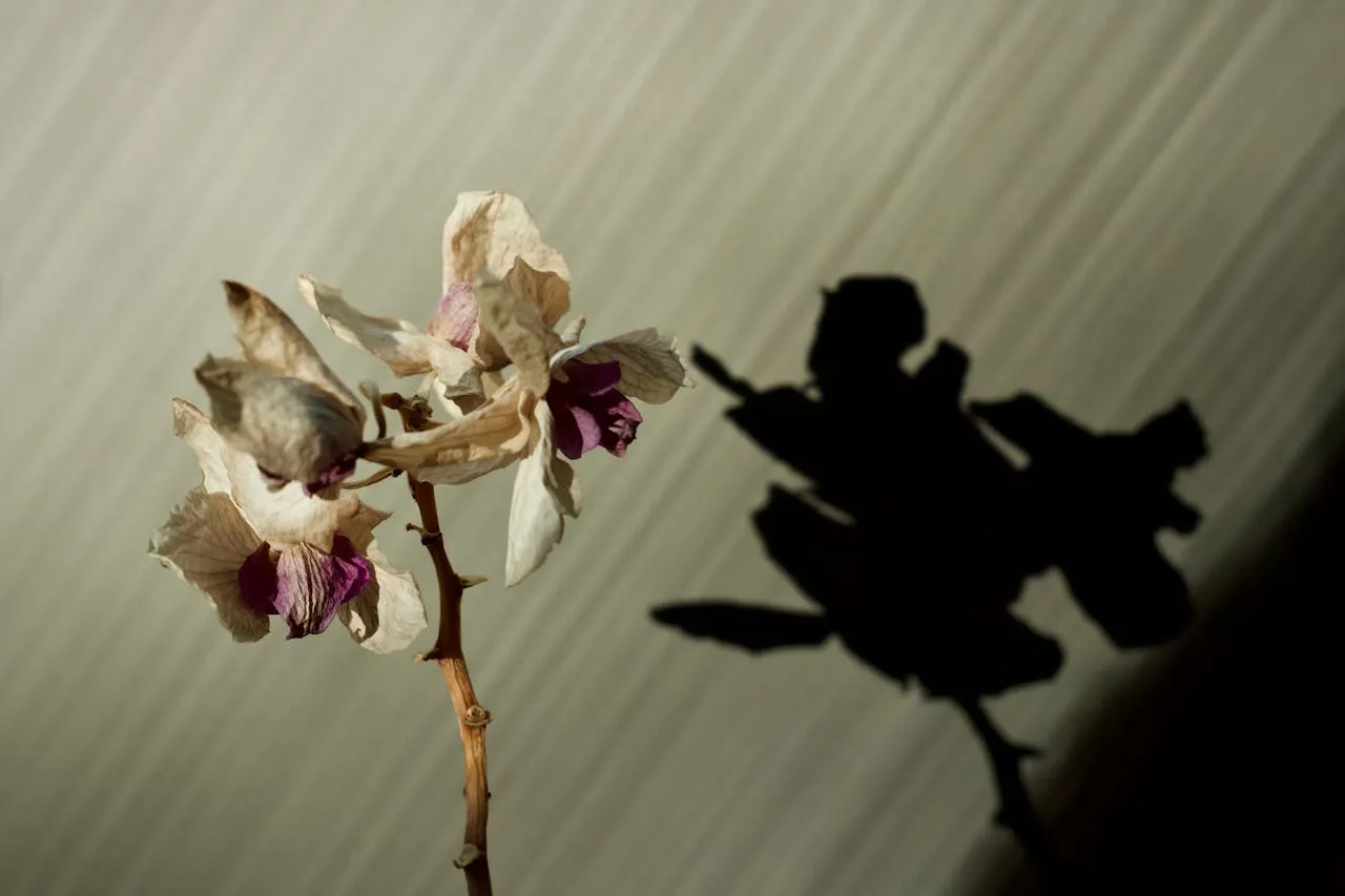 Une orchidée phalaenopsis avec quelques fleurs tombées au pied du pot, la hampe encore partiellement fleurie.