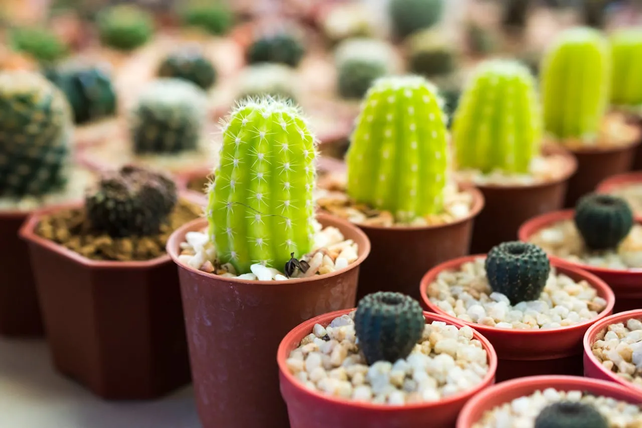 Une sélection de pots pour cactus de différentes tailles et matériaux, posée sur une étagère en bois clair.