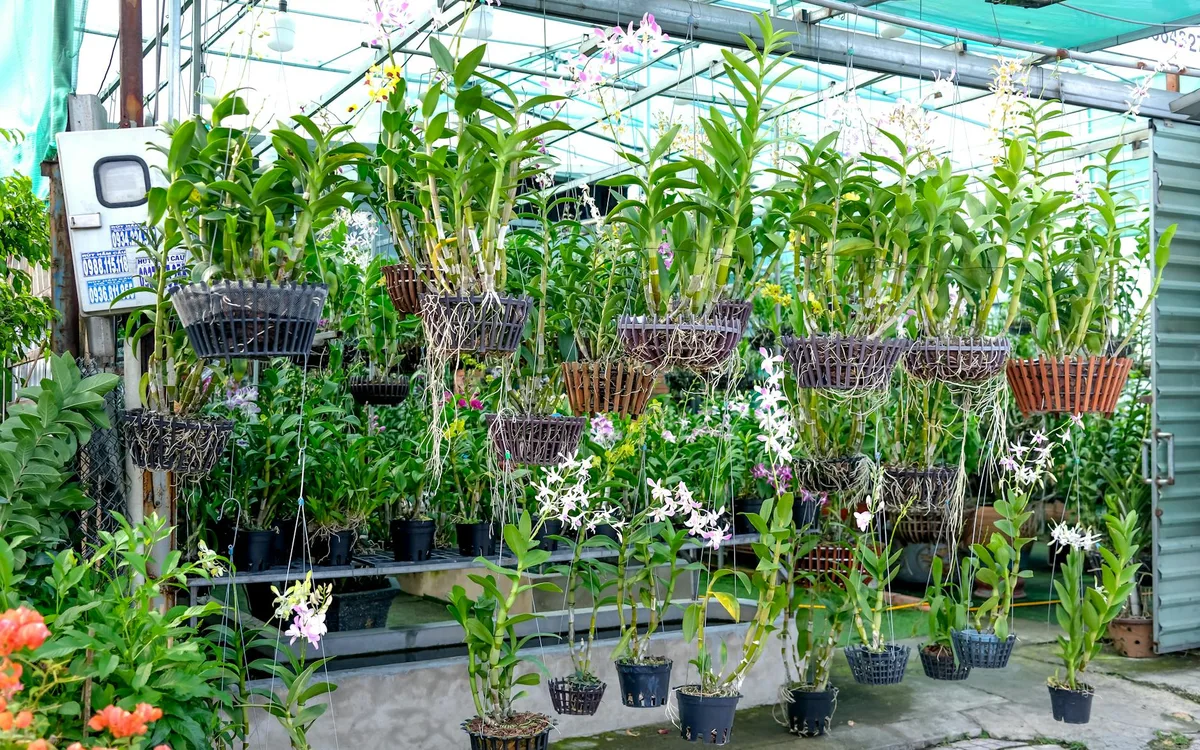 Un assortiment de pots pour orchidées: un pot en plastique transparent ajouré, un cache-pot en céramique blanche, et un pot en terre cuite avec un phalaenopsis en fleurs.