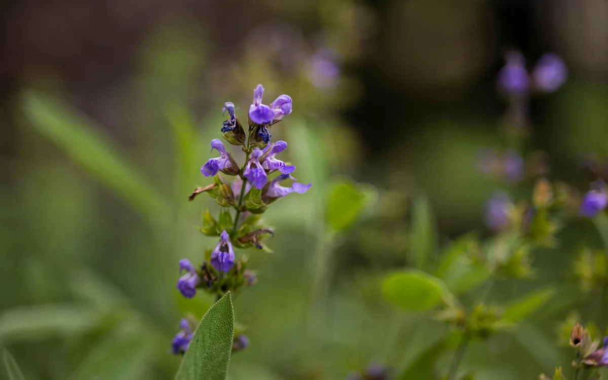 Un plant de sauge officinale aux feuilles gris-vert duveteuses et aux épis de fleurs violettes, en gros plan dans un massif ensoleillé.