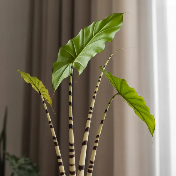 Alocasia zebrina