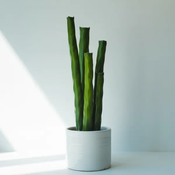 Sansevieria cylindrique