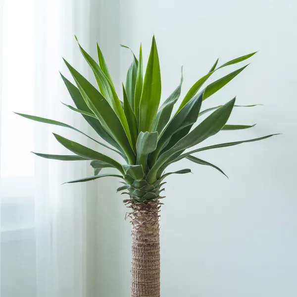 Yucca d'interieur
